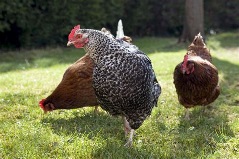 Egg Health Knowledge Worker Urban Chickens Free Range Chickens