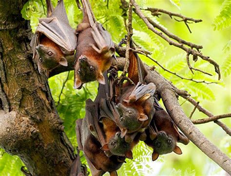 North Queensland Little Red Flying Fox Roosts Environment Land And