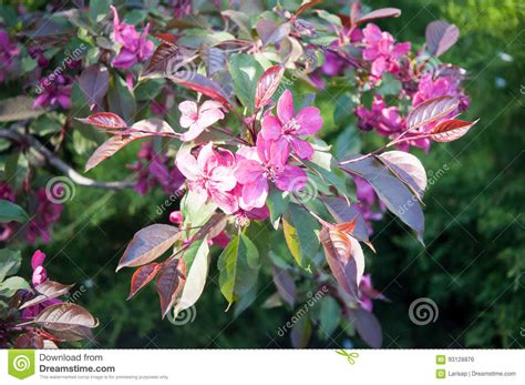 Beautiful Pink Flower Decorative Apple Trees Stock Photo