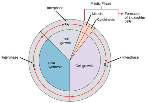 Mitosis is a complex event performed following this, sadasivam et al. Mitosis and the Cell Cycle | Biology I Laboratory Manual