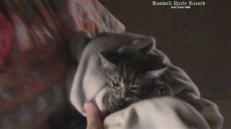Caught On Video Officials Save Kitten In Storm Drain Youtube