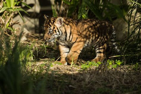 Why Sumatran Tigers Are Endangered And What We Can Do