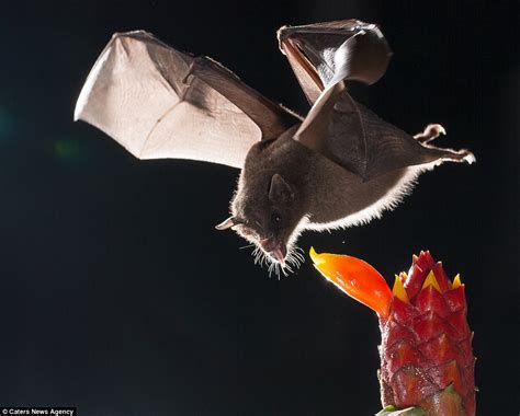 Wildlife Photographer Nicolas Reusens Captures Birds Bats And Even