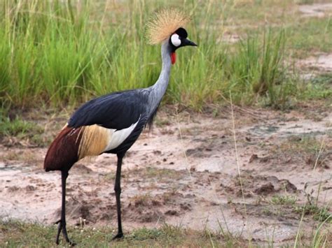 The Crested Crane Is The National Bird Of Uganda And Features On The