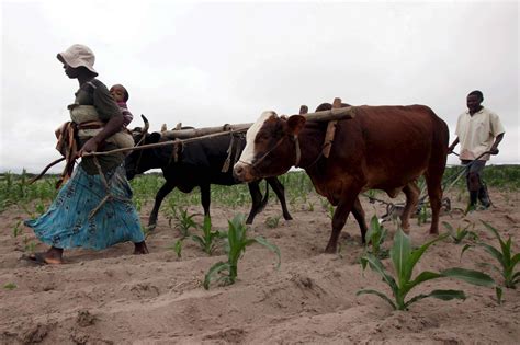 Zimbabwe Declara Estado De Calamidade Por Causa Da Seca Rede Angola