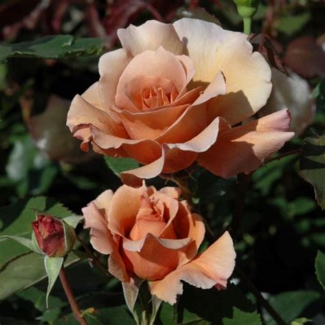 Julias Rose Rose 1600 Rosen Online Kaufen