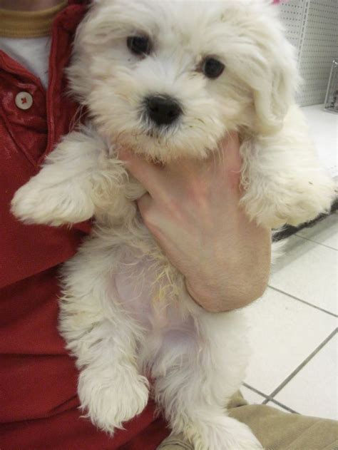 37 Bichon Frise Yorkie Mix Puppy For Sale Picture Bleumoonproductions