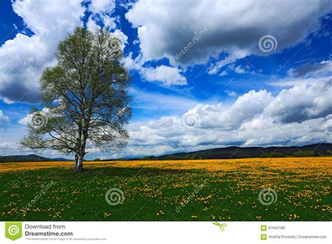 Summer Scene Landscape Yellow Flower Meadow With Birch Tree Beautiful