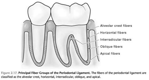 Functions Of The Periodontal Ligament Foundations Of Periodontics