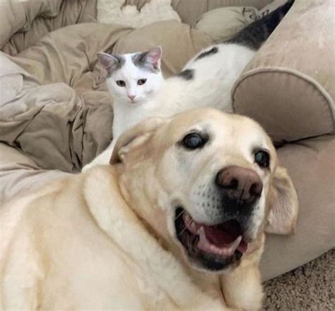 Beautiful Lab Rescues Kitten It Raises Her As His Own Labrador
