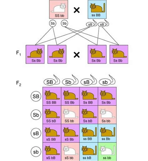 Punnett Square Definition Types And Examples Biology