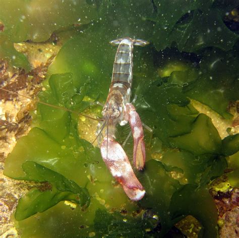 Pistol Shrimp Alpheus Novaezealandiae South Road Bommie Saspotato