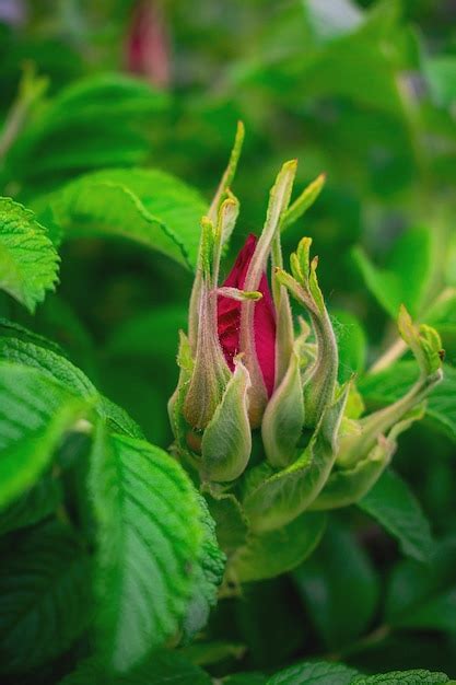 Premium Photo Pink Rosebud Flower Bud On A Branch