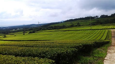 Korea Green Tea Jeju Green Tea Farm