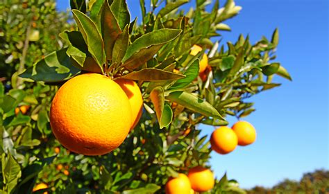 It's somewhat acidic, due to the presence of ascorbic. The Juicy Story Of Florida's Citrus Fruits! - Berger Blog