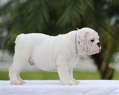 English Bulldog Colors A Visual Guide To Stunning Coat Varieties