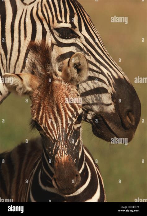 Zebra Mother Baby Hi Res Stock Photography And Images Alamy