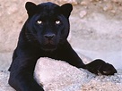 Black Panthers - Black Panthers Photo (31170188) - Fanpop - Page 10
