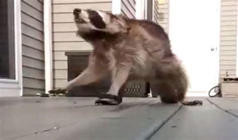 Who Do You Think Will Win In The Battle Of Raccoon Vs Man Video