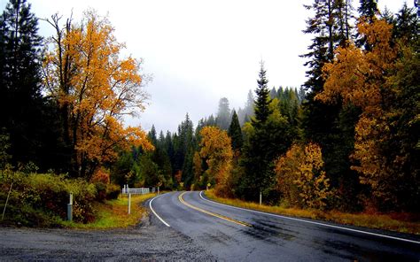 Landscapes Nature Trees Forest Woods Autumn Fall Leaves Rain Wet Sky