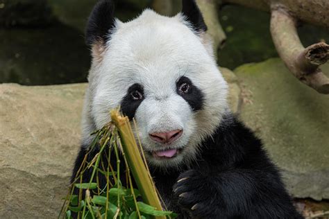 Panda Bear Eating Bamboo Portrait Photograph By David Gn Fine Art America