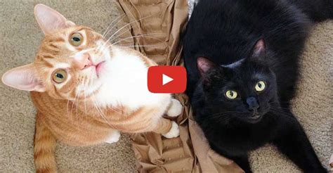 Moving With Cats Funny Compilation We Love Cats And Kittens