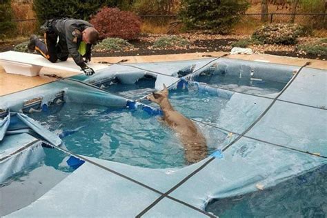 Drowning Deer Rescued After Falling Through Pool Cover