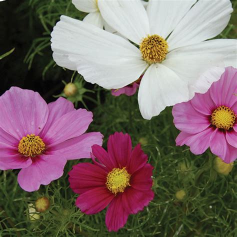 Sensation Cosmos Mixture Flower Seed Savers Exchange