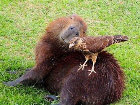 Its Official All Animals Love Hanging Out With Capybaras Unusual