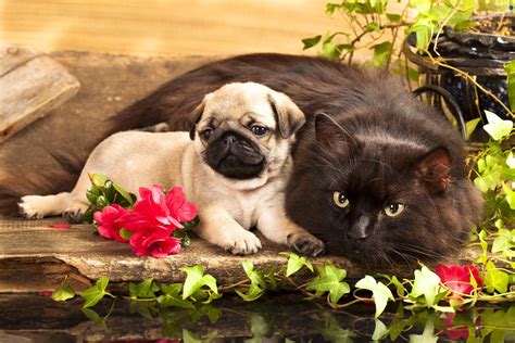 Check spelling or type a new query. Cats and Dogs Wallpaper ·① WallpaperTag