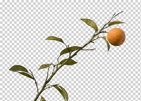 Citrus Xd7 Sinensis Mandarin Orange Orange Tree Food Leaf Tree