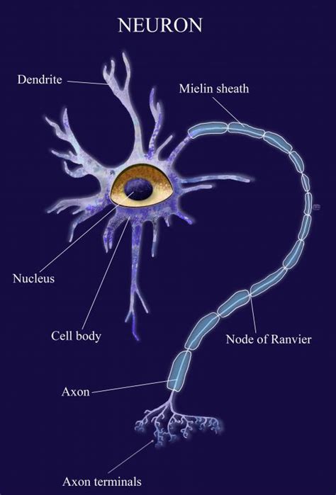 What Are Synaptic Vesicles With Pictures