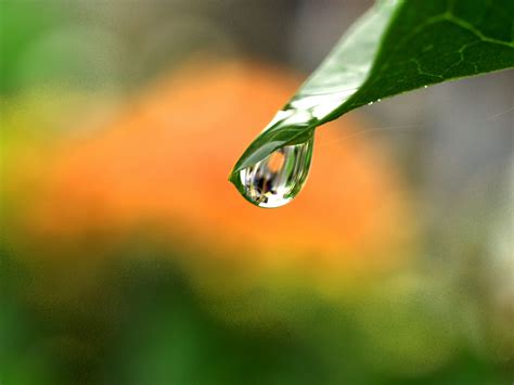 Water Drop On Leaf Free Stock Photo Public Domain Pictures
