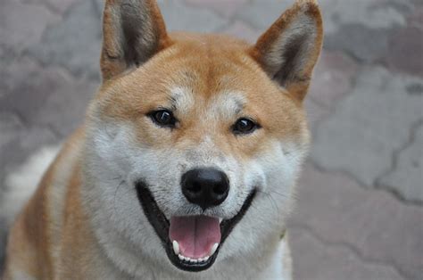 Shiba Inu A Natural Monument Of Japan Dog Breed Answers