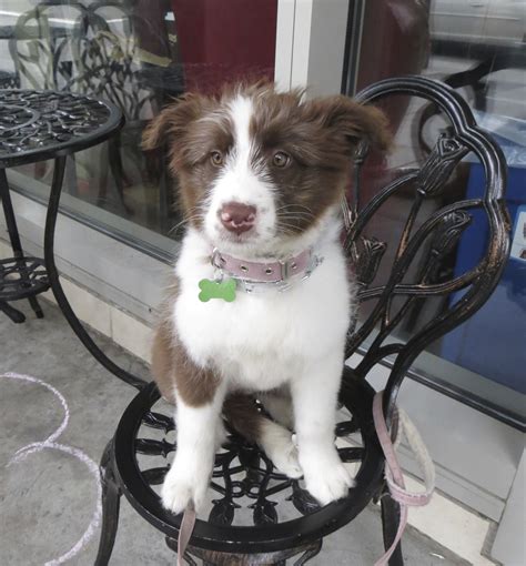 She can be registered with the akc, plus comes with a health guarantee provided by the breeder. Excuse me? Could I have some French roast, with just a bit ...