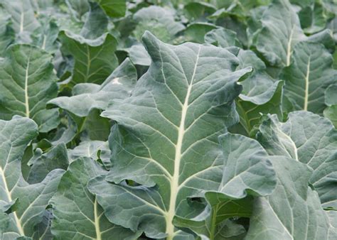 How To Grow Collard Greens Learn More About The Collard Plant