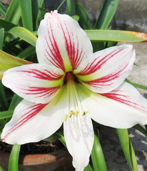 Star Lily Flower Image Stock Image Image Of Fresh 180221059