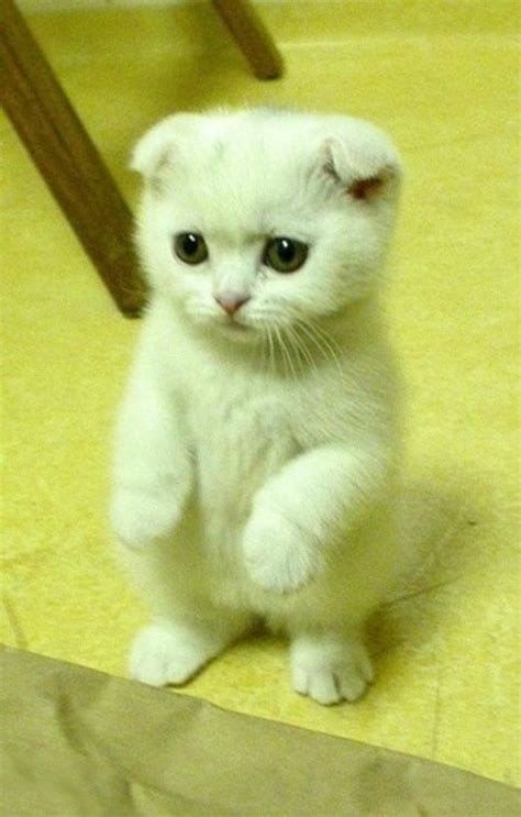 30 Most Stunning White Scottish Fold Pictures And Photos
