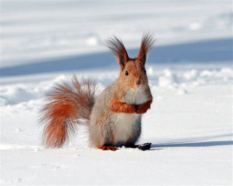 Red Squirrel Winter Photo Digital Download Animal Photography Etsy