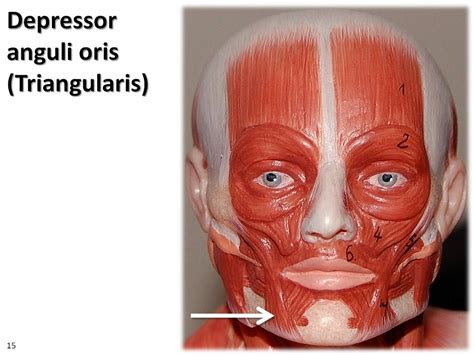 Depressor Anguli Oris Muscle Details Origin Insertion And Exercises