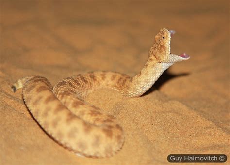 Dwarf Sahara Sand Viper Cerastes Vipera עכן קטן Taken Au Flickr