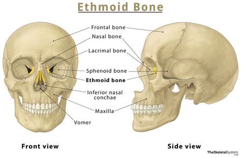 Ethmoid Bone Location Function Anatomy Diagram