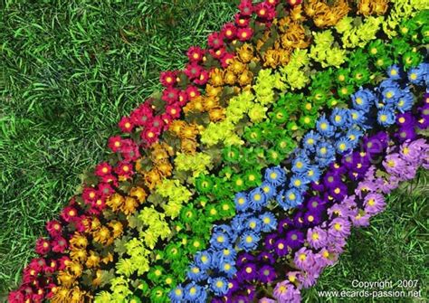 Colored Flowers On The Ground Rainbow Garden Rainbow Flowers Flower