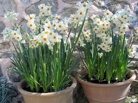 How To Grow And Care For Narcissus World Of Flowering Plants