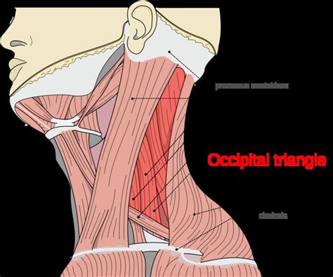 Occipital Triangle Alchetron The Free Social Encyclopedia