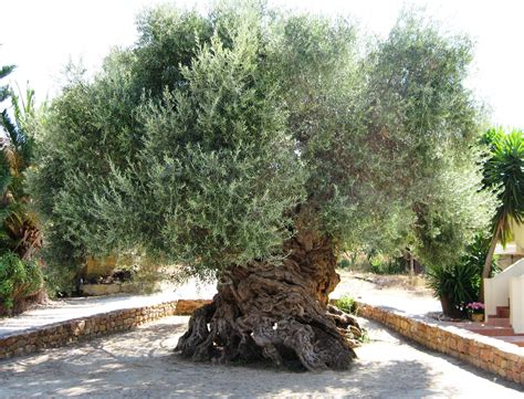 Types Of Olive Trees In Italy Johnson Langford