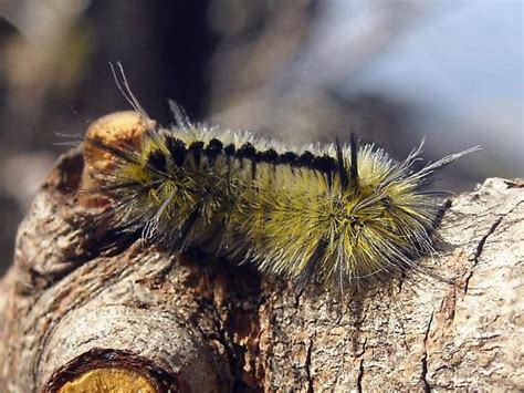 Greenblack Fuzzy Caterpillar Lophocampa Mixta Bugguidenet