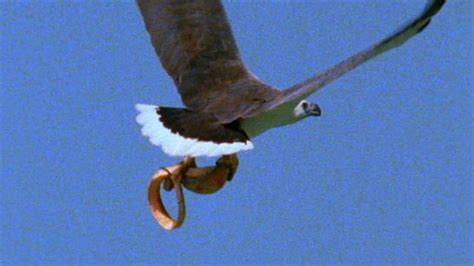 Worlds Deadliest Eagle Vs Toxic Snake