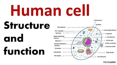 Human Cellcell Anatomyhuman Cell Structure And Functioncell