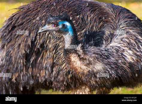 Australian Emu In The Outback Stock Photo Alamy